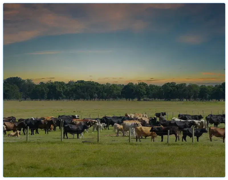 ELESA+GANTER IBÉRICA S.L. - Inazio Elorza, Supply Chain Manager